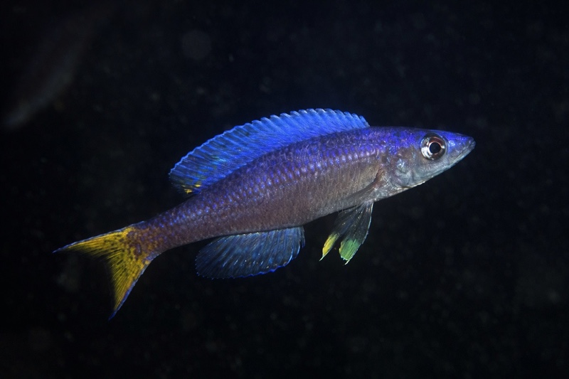 Cyprichromis leptosoma 'File Bay'
